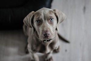 Weimaraner 1381186 640